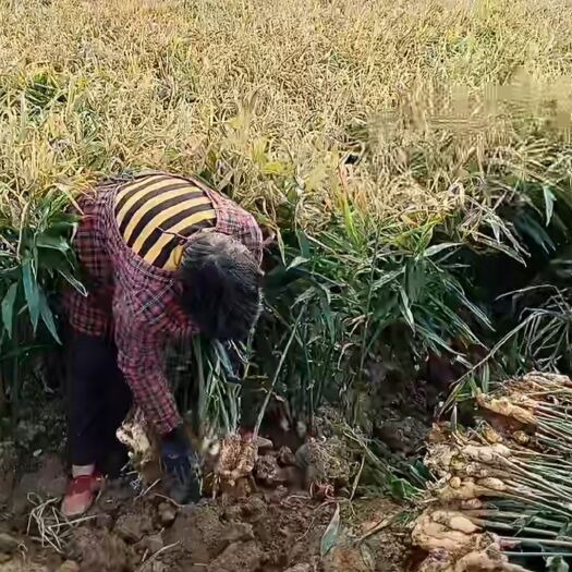 新乐市大黄姜 现挖带土新姜