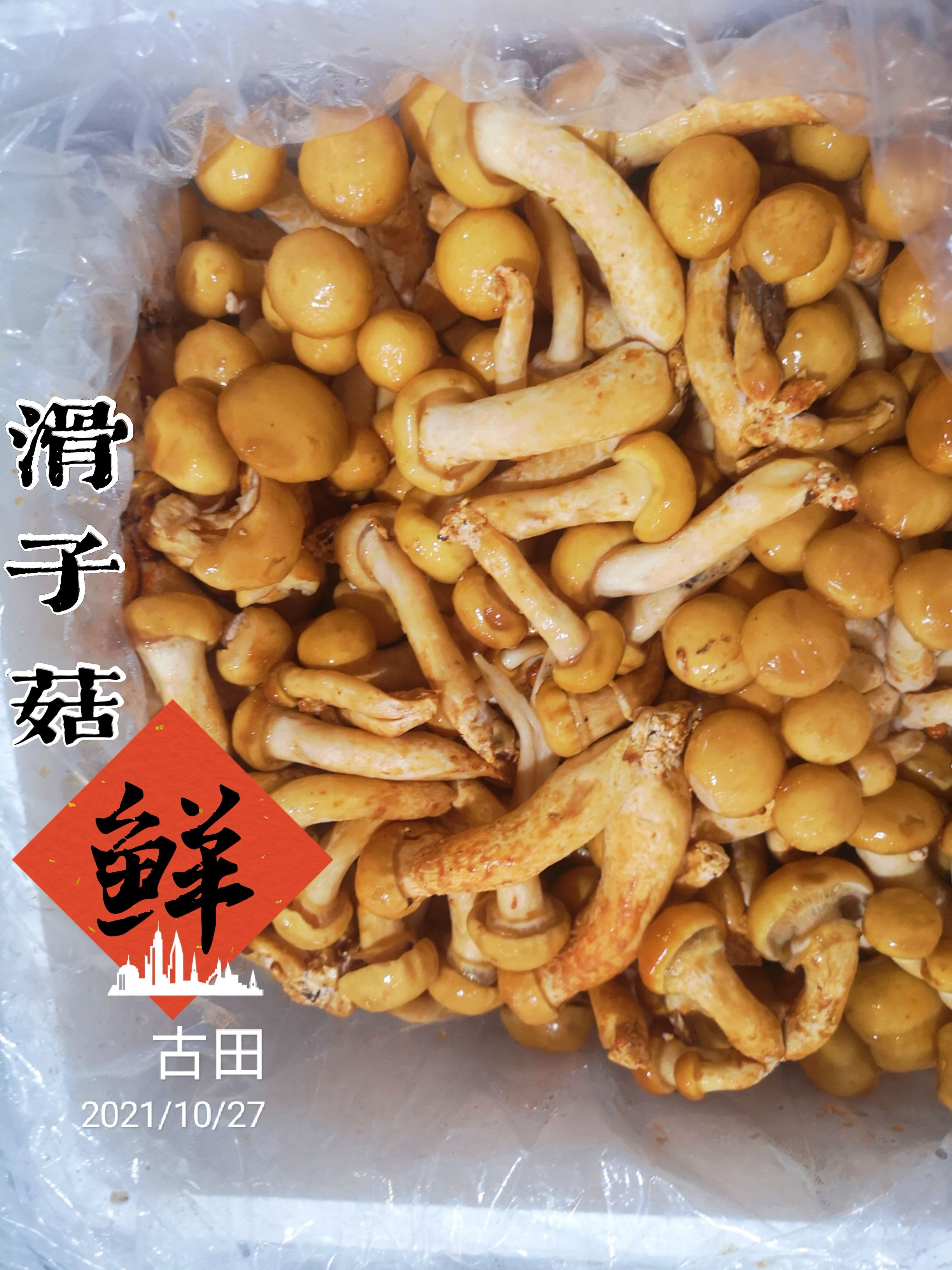 古田县滑子菇  新鲜 滑子蘑 5斤袋装中通包邮 或者冷链物流自提