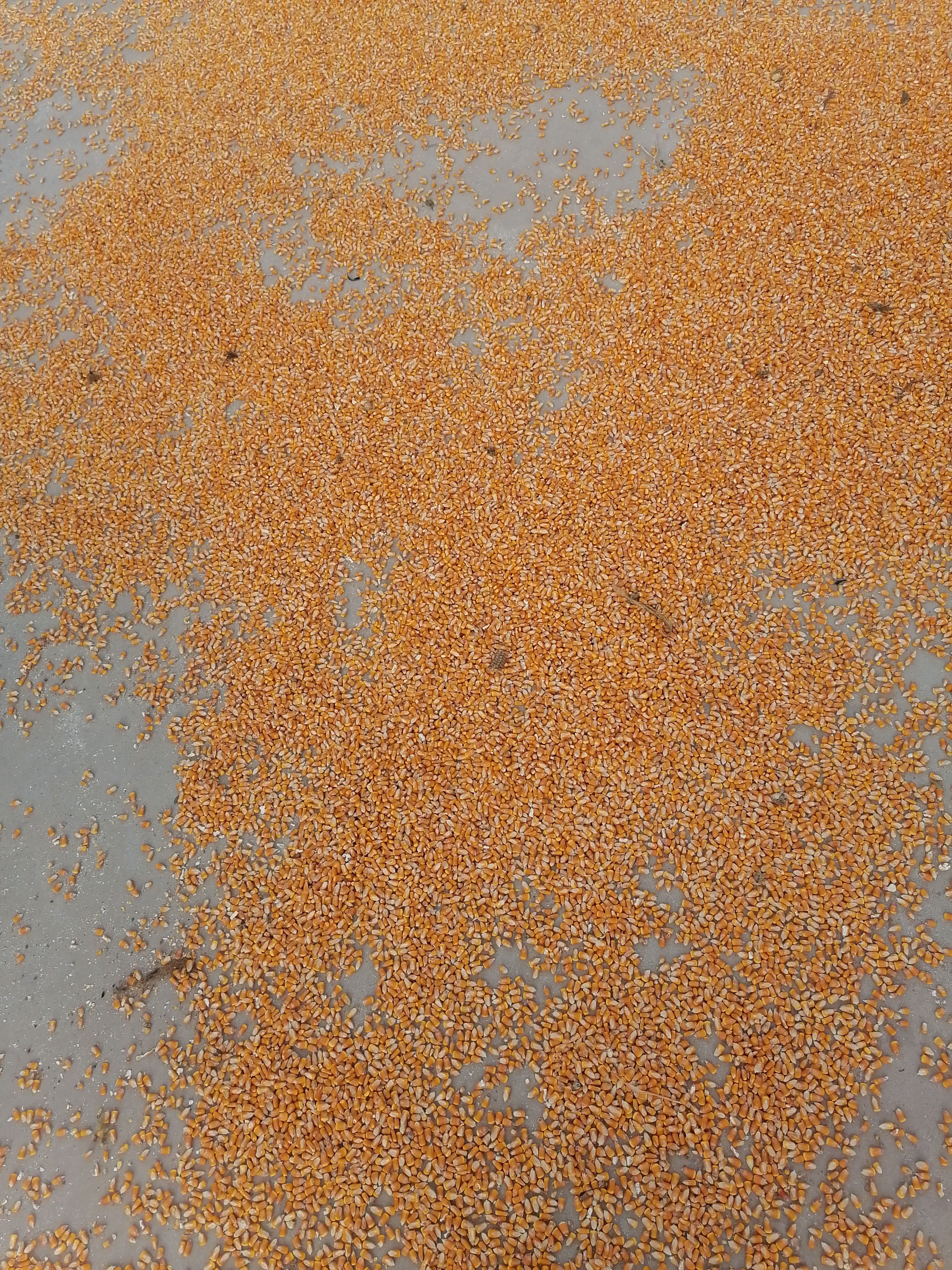 干玉米 新玉米下了有需要的老板询问