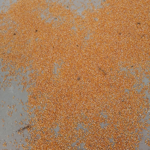 应县干玉米 新玉米下了有需要的老板询问