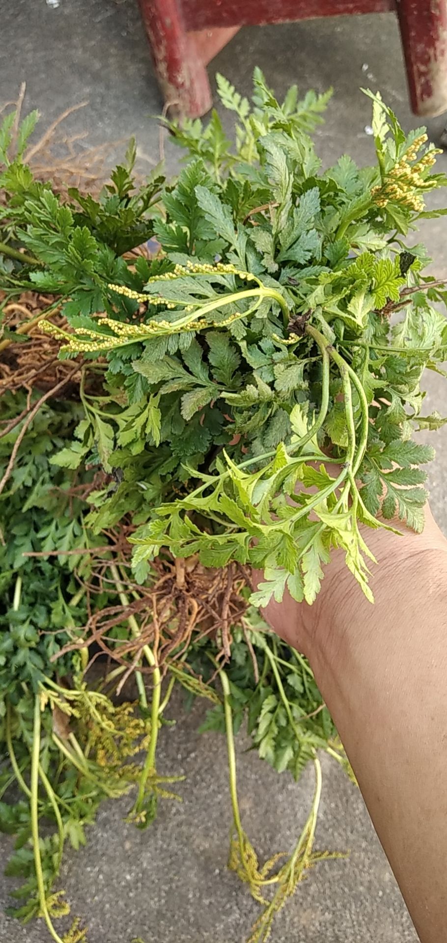 一朵云 阴地蕨 批发零售