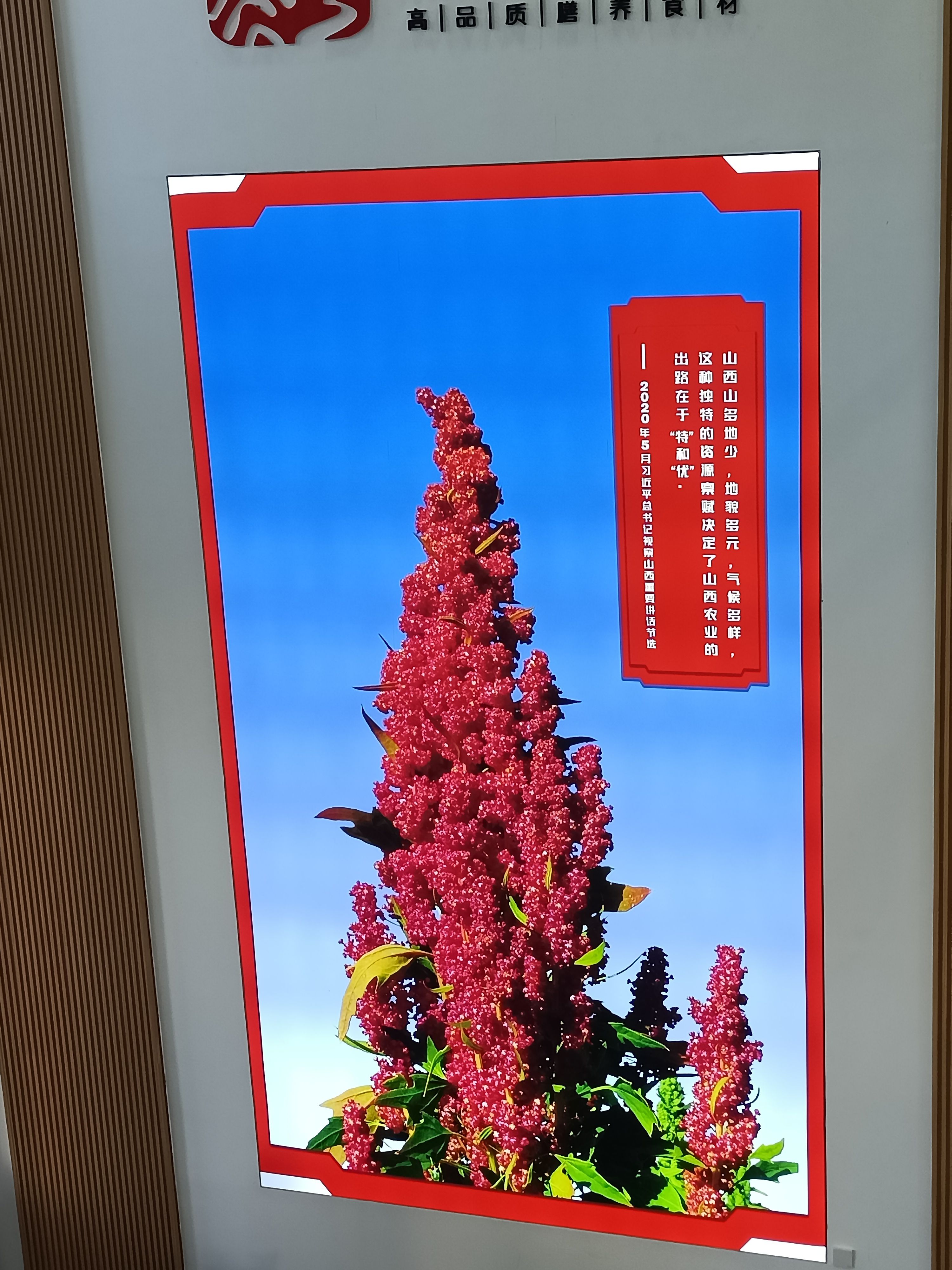 黑藜麦 山西省忻州市静乐县 