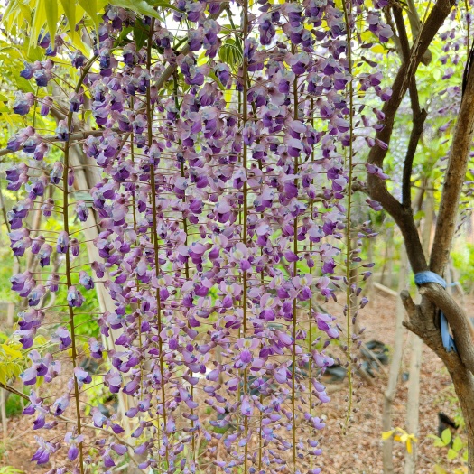 费县丰花紫藤  日本多花紫藤 长花穗紫藤