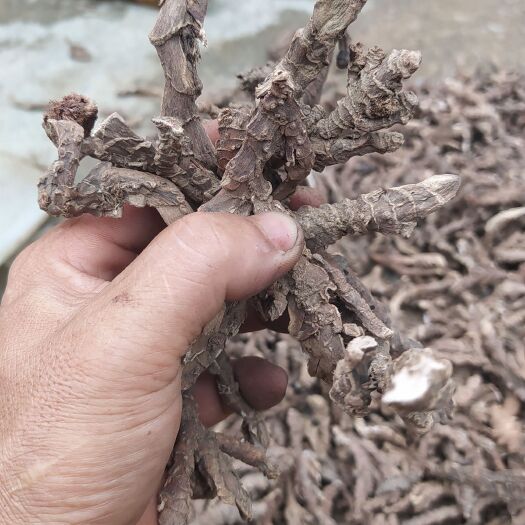 博白县石菖蒲  a等货
