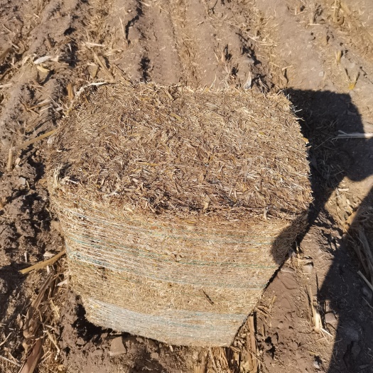 洮南市玉米青贮 玉米结杆大量出售20个水左右，15天后过夏草块！2万亩地