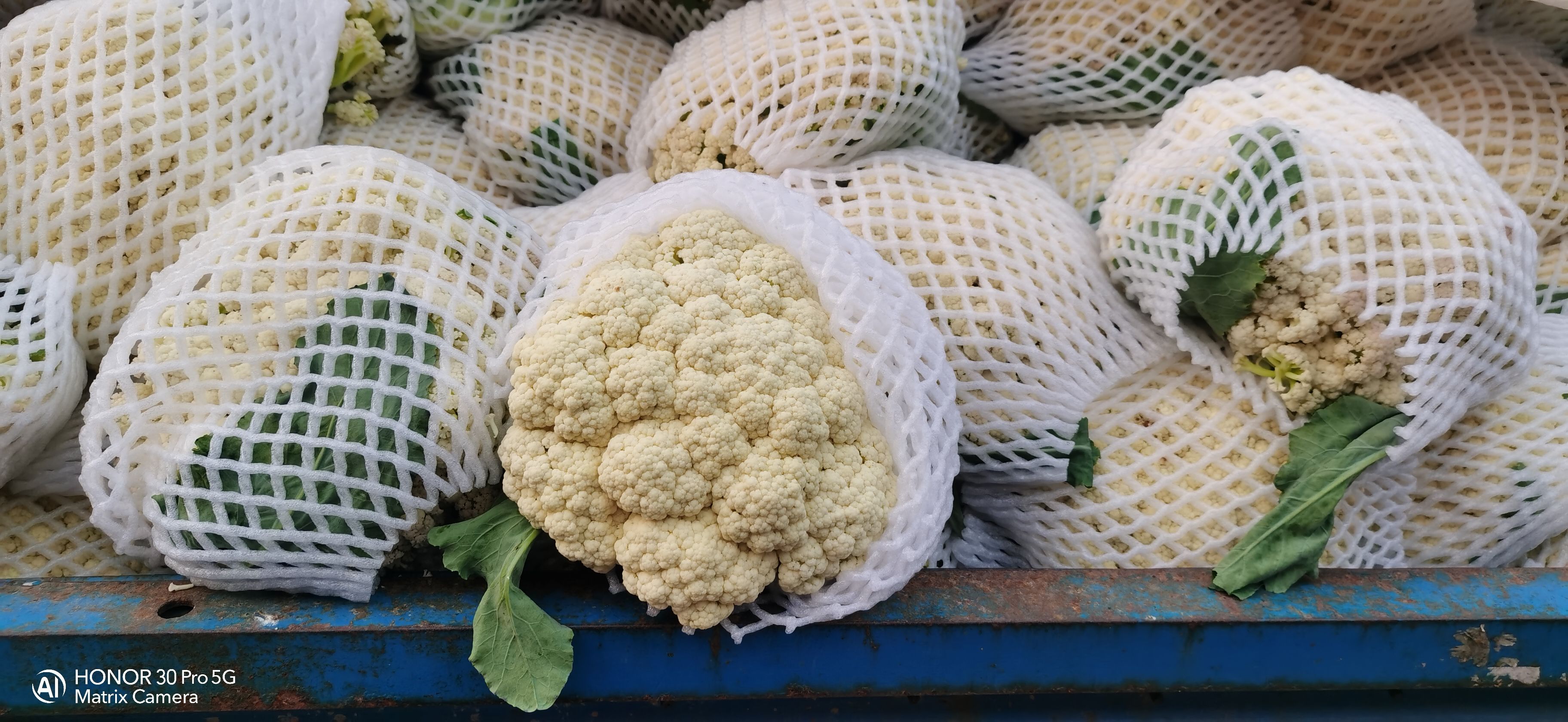 白花菜花 适中 河北省邯郸市馆陶县 1~2斤 