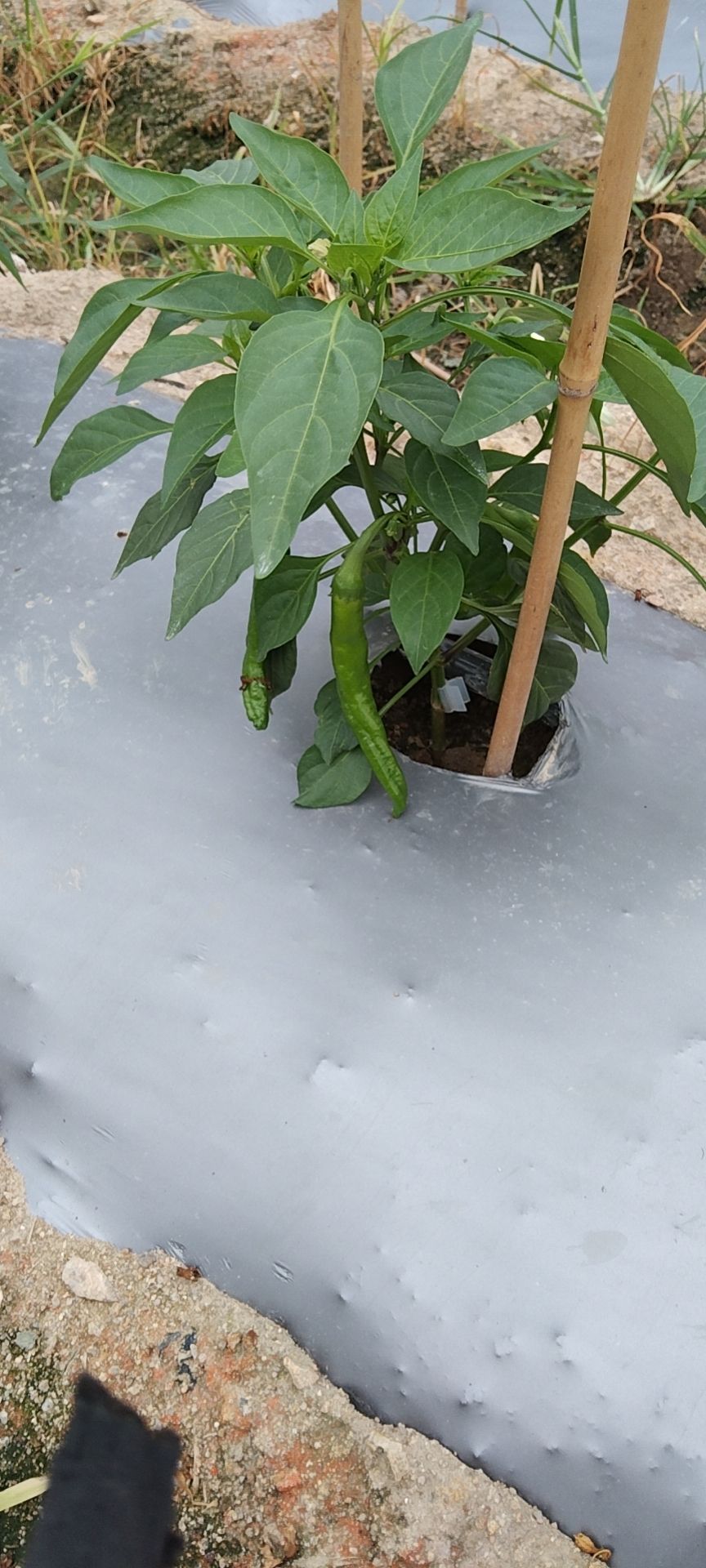  自己家产的瓠瓜，泡椒