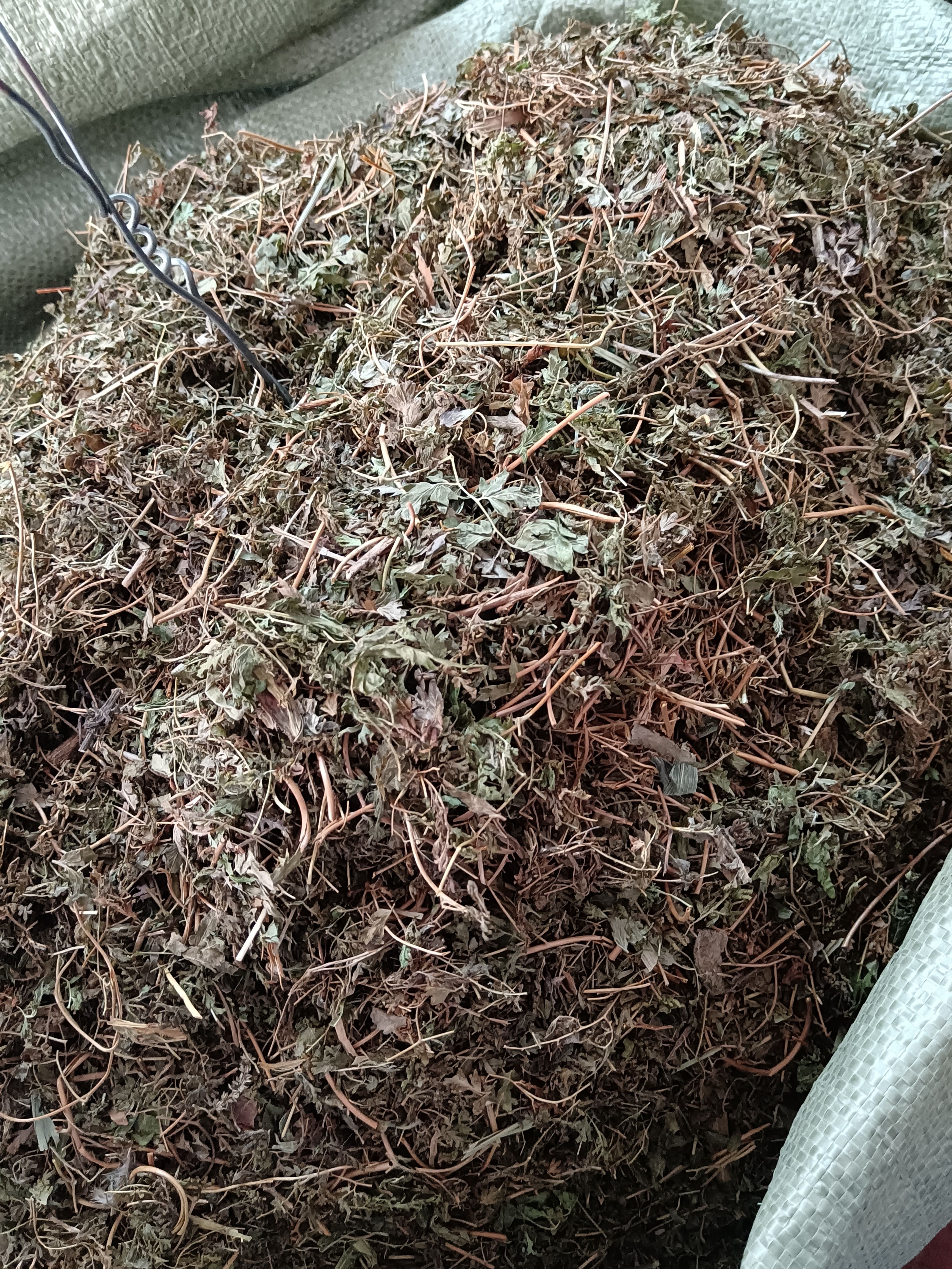 中草药海金沙藤草别名金沙藤罗网藤虾蟆藤 蛤蟆藤