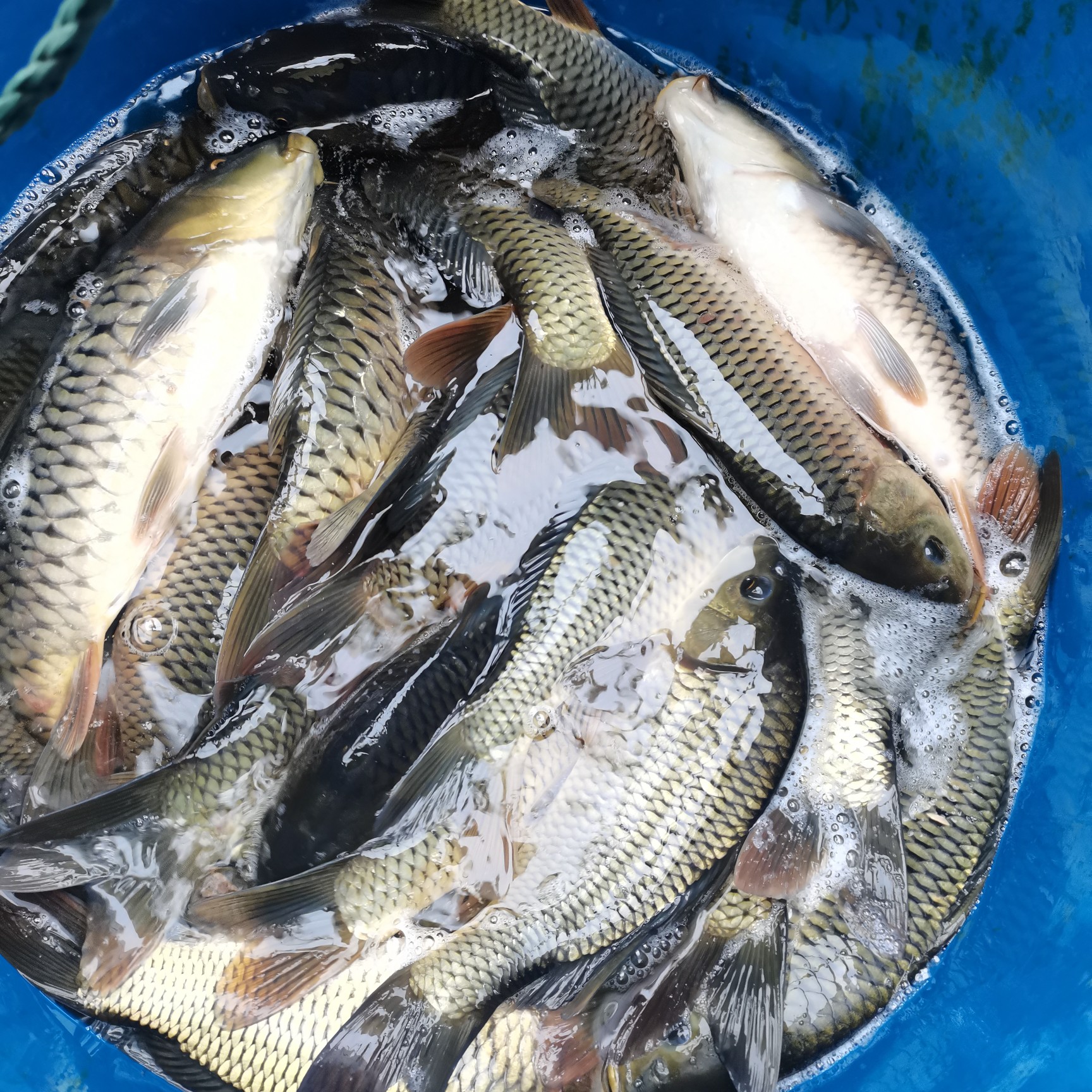 湘云鲫  大量出售成品鱼，鲫鱼、鲤鱼、草鱼等，量大从优，欢迎订购。