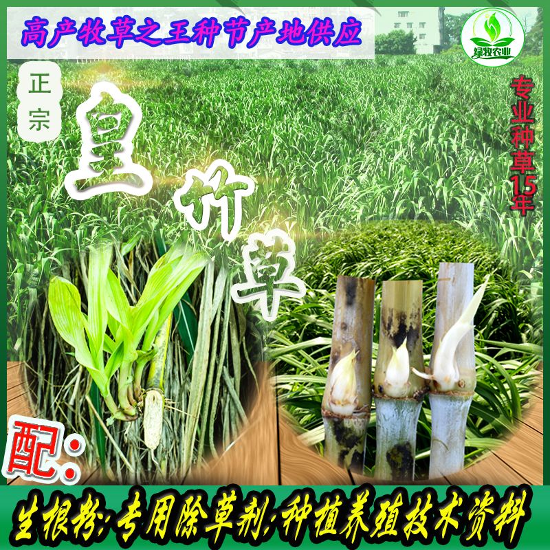 皇竹草  ，巨菌草，甜象草种节现砍现发产地直发