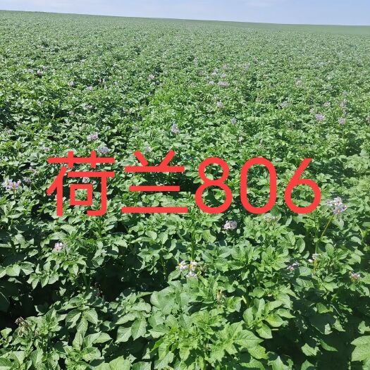 牙克石市出售荷兰806