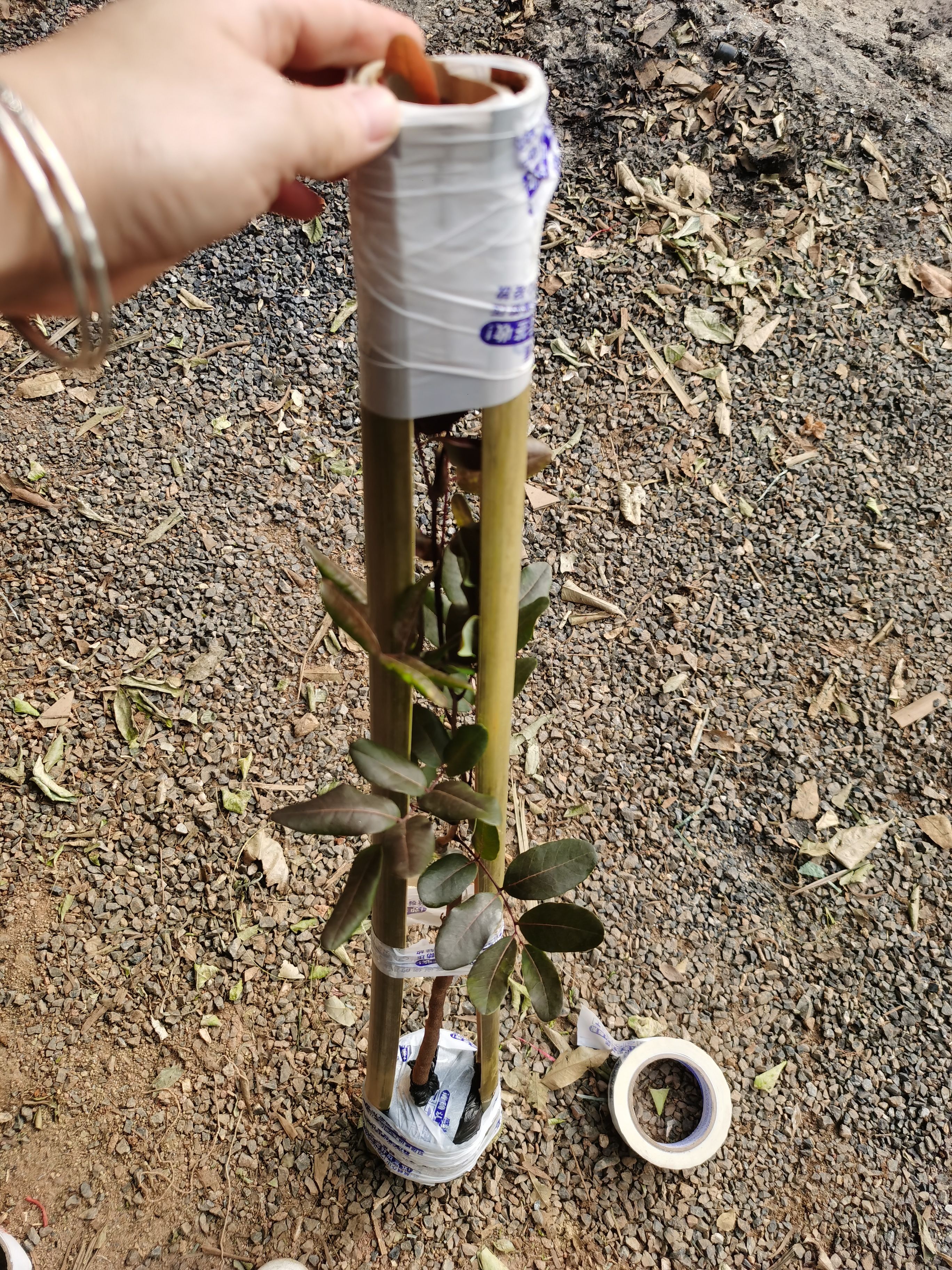 红皮龙眼苗  ，嫁接苗，新品种
