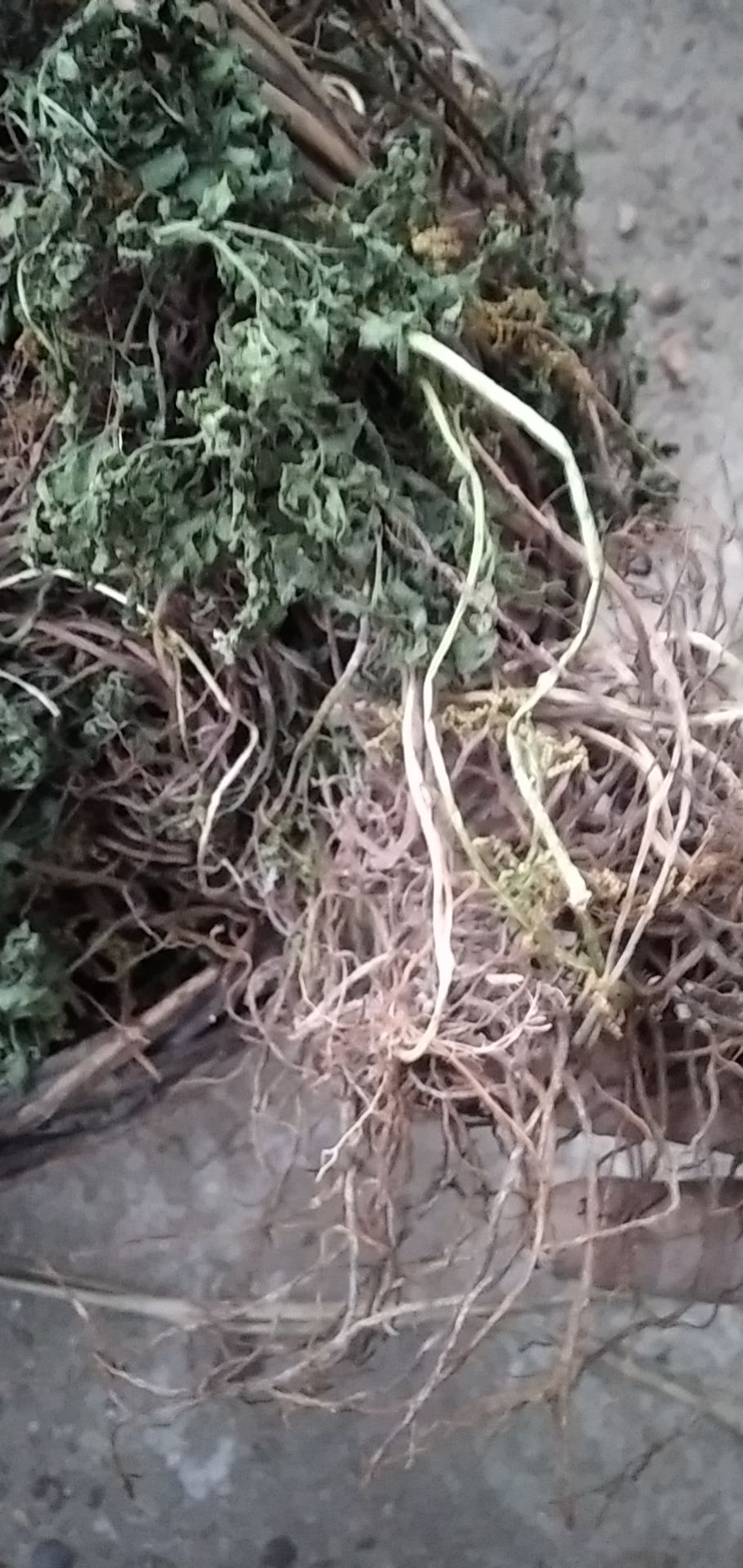 一朵云 阴地蕨 批发零售
