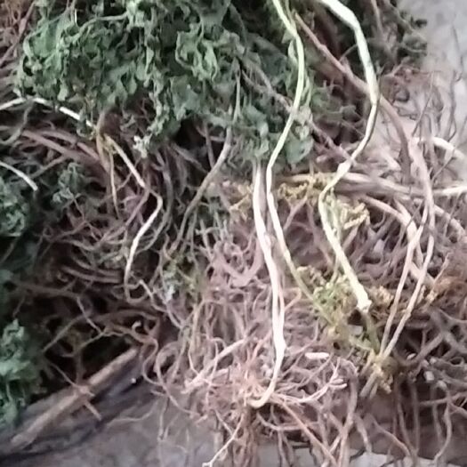 光山县一朵云 阴地蕨 批发零售