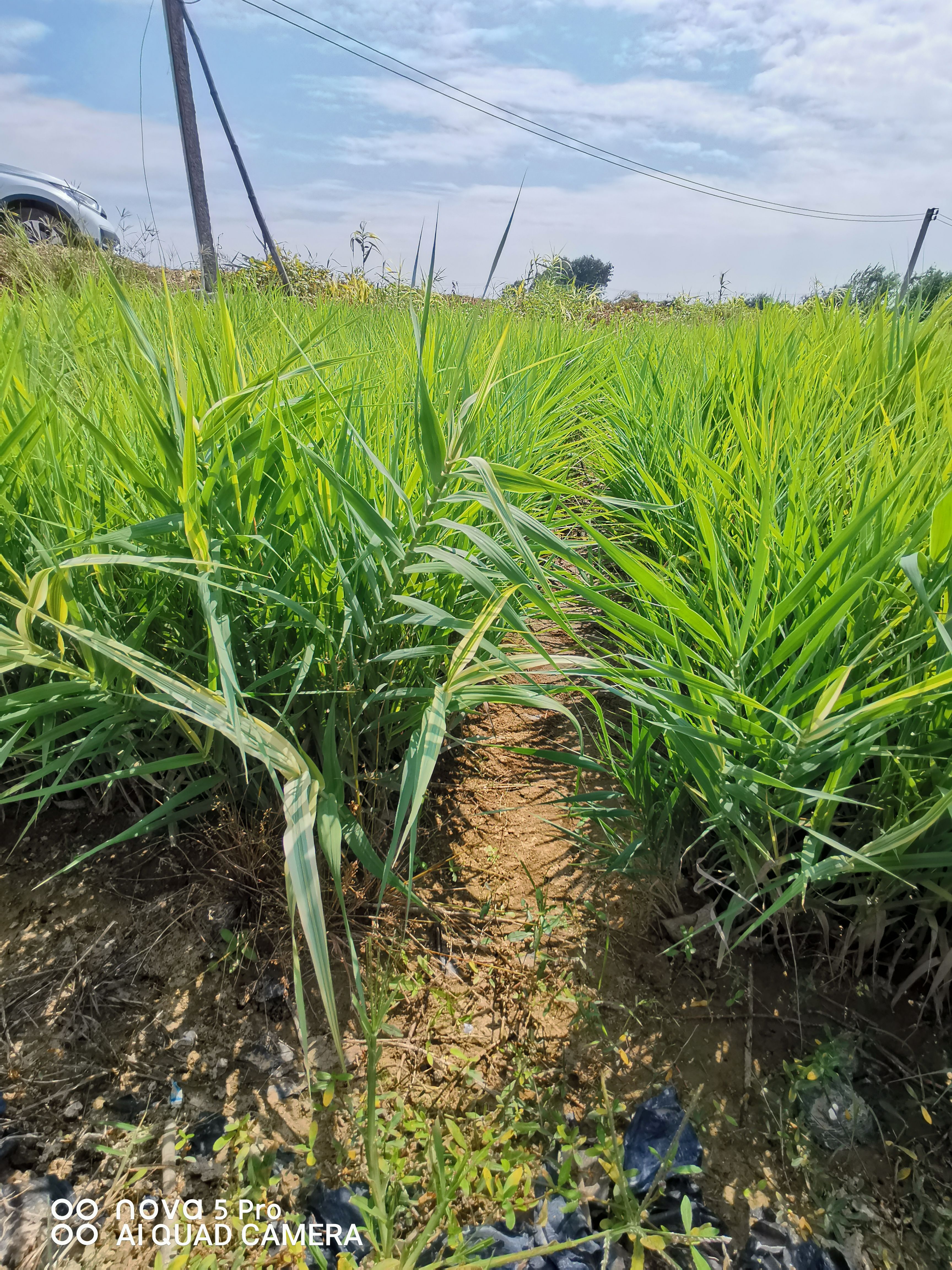 花叶芦竹斑叶芦竹彩叶芦竹