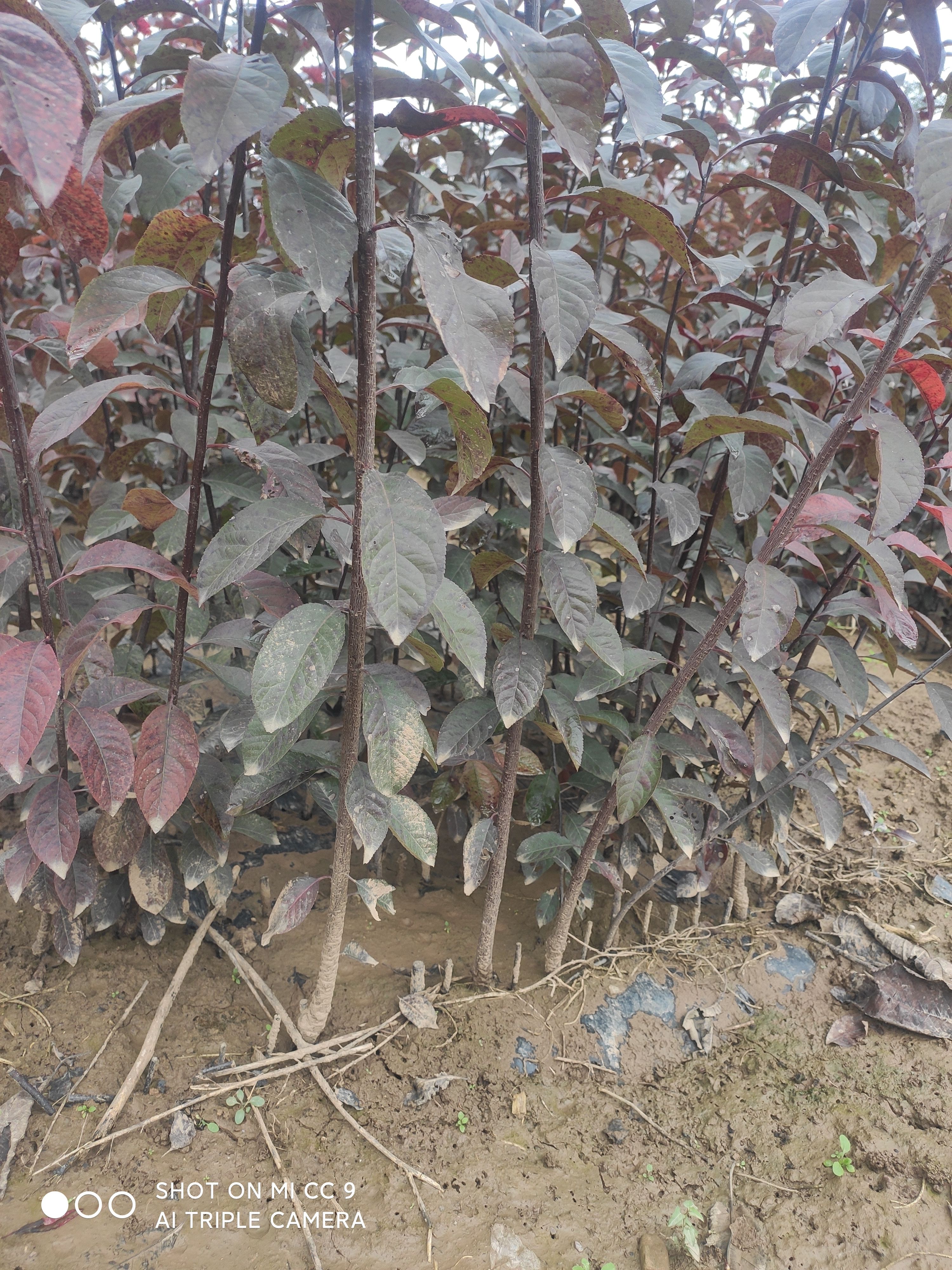 紫叶矮樱扦插苗/嫁接苗量大