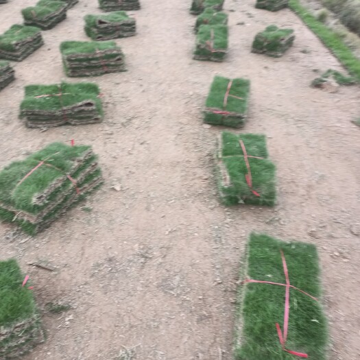 广州 基地有大量优质草，草卷、草块，