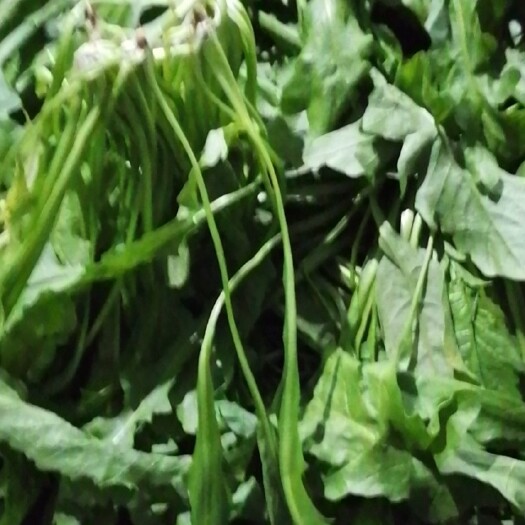 虞城县 新鲜荠菜上市