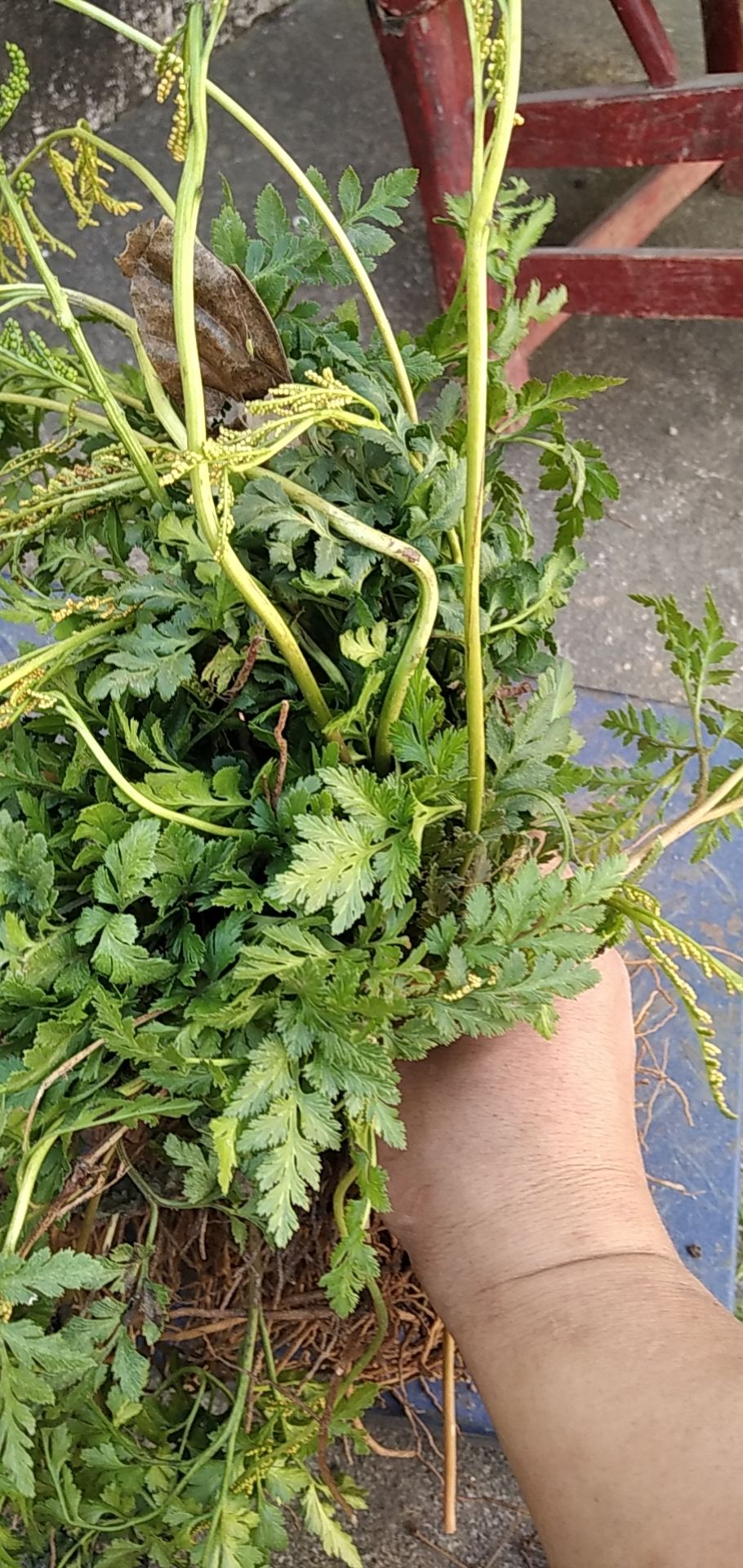 一朵云 阴地蕨 批发零售