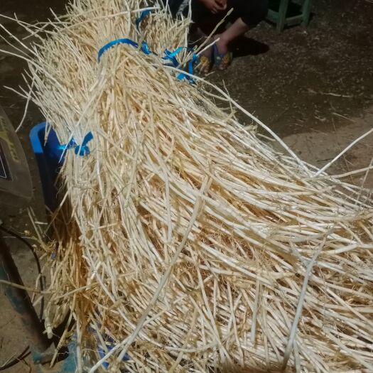 罗定市白茅根