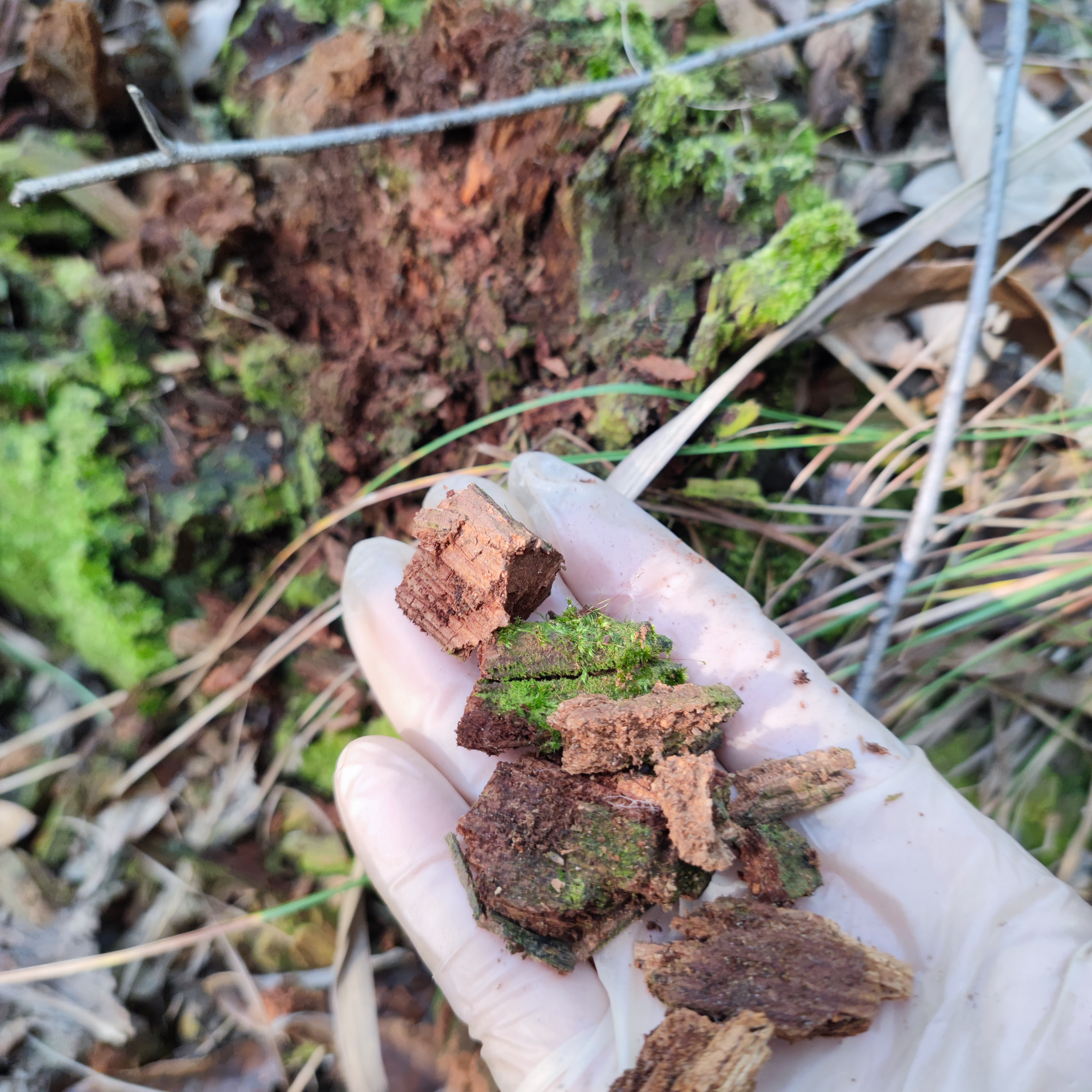 纯腐碎松木芯兰花专用栽种植料天然栽培基质家庭卫生绿植种养
