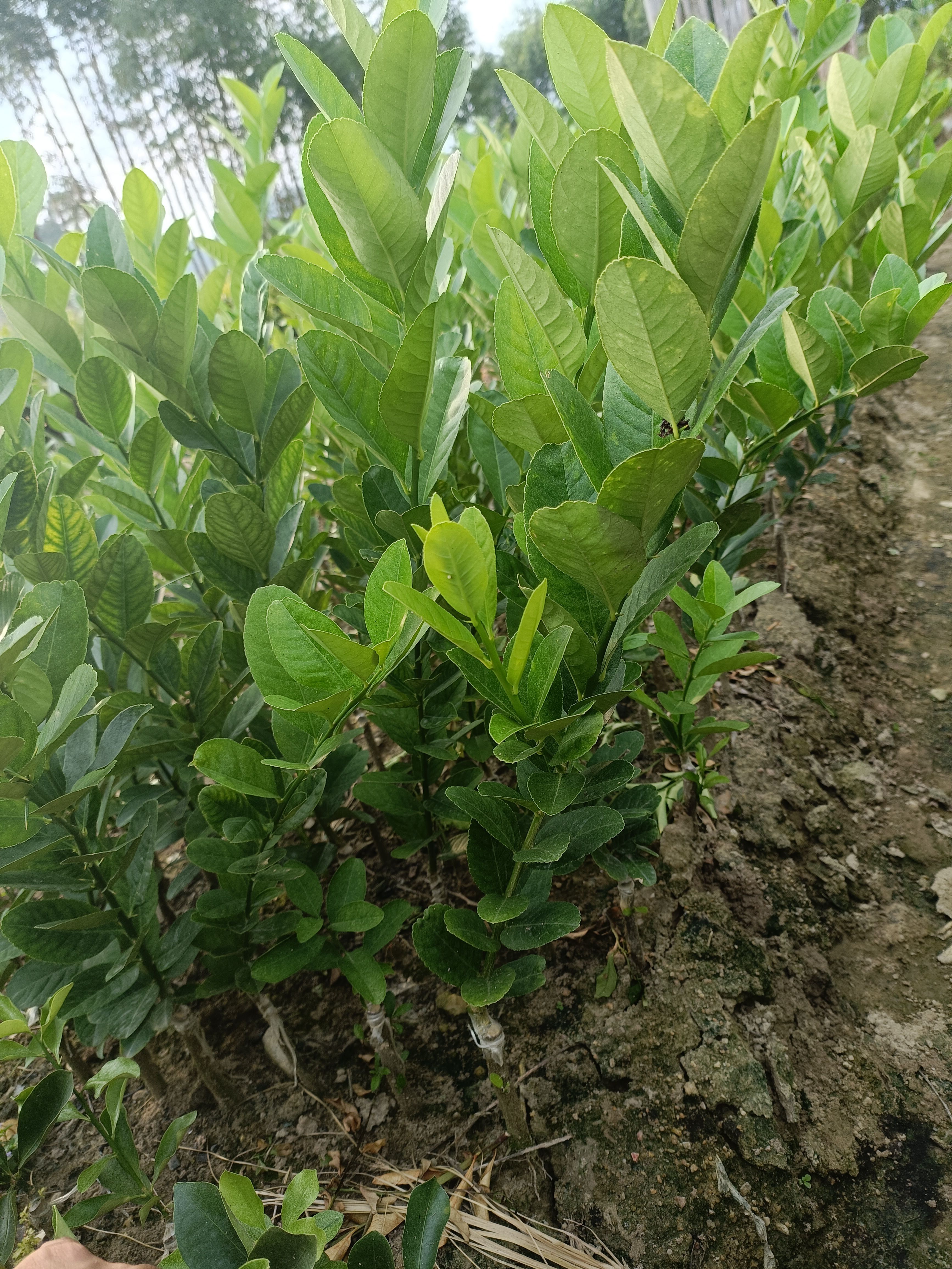 广东香水柠檬苗，正品嫁接广东无籽香水柠檬树苗