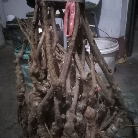 枣庄金福猕猴桃苗 金福嫁接苗