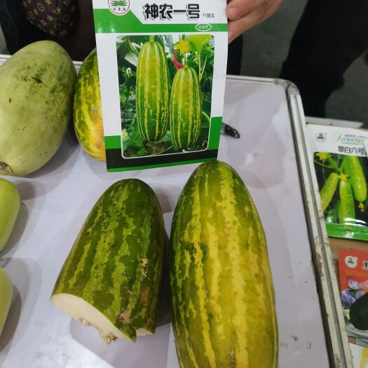 商丘博洋甜瓜种子 超级甜瓜，吊瓜新一代品种-神农一号
