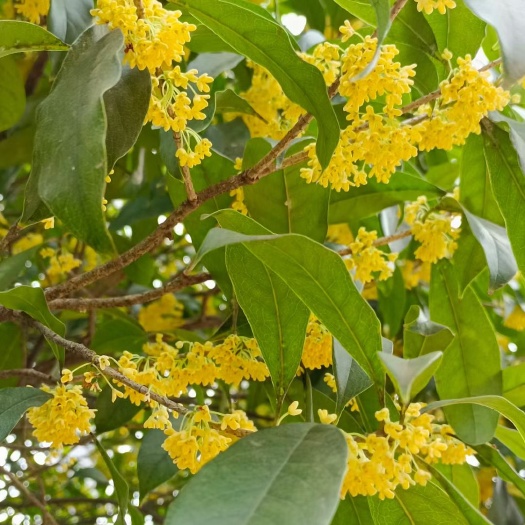 全州县桂花瓣 