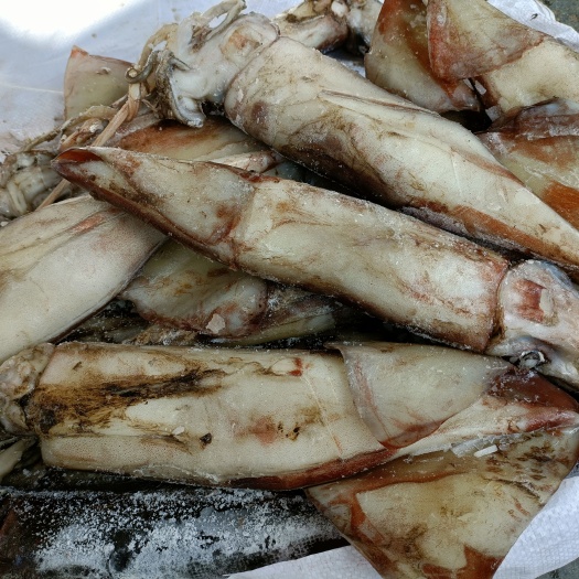 连云港 新鲜大鱿鱼冷冻鱿鱼乌贼八爪鱼