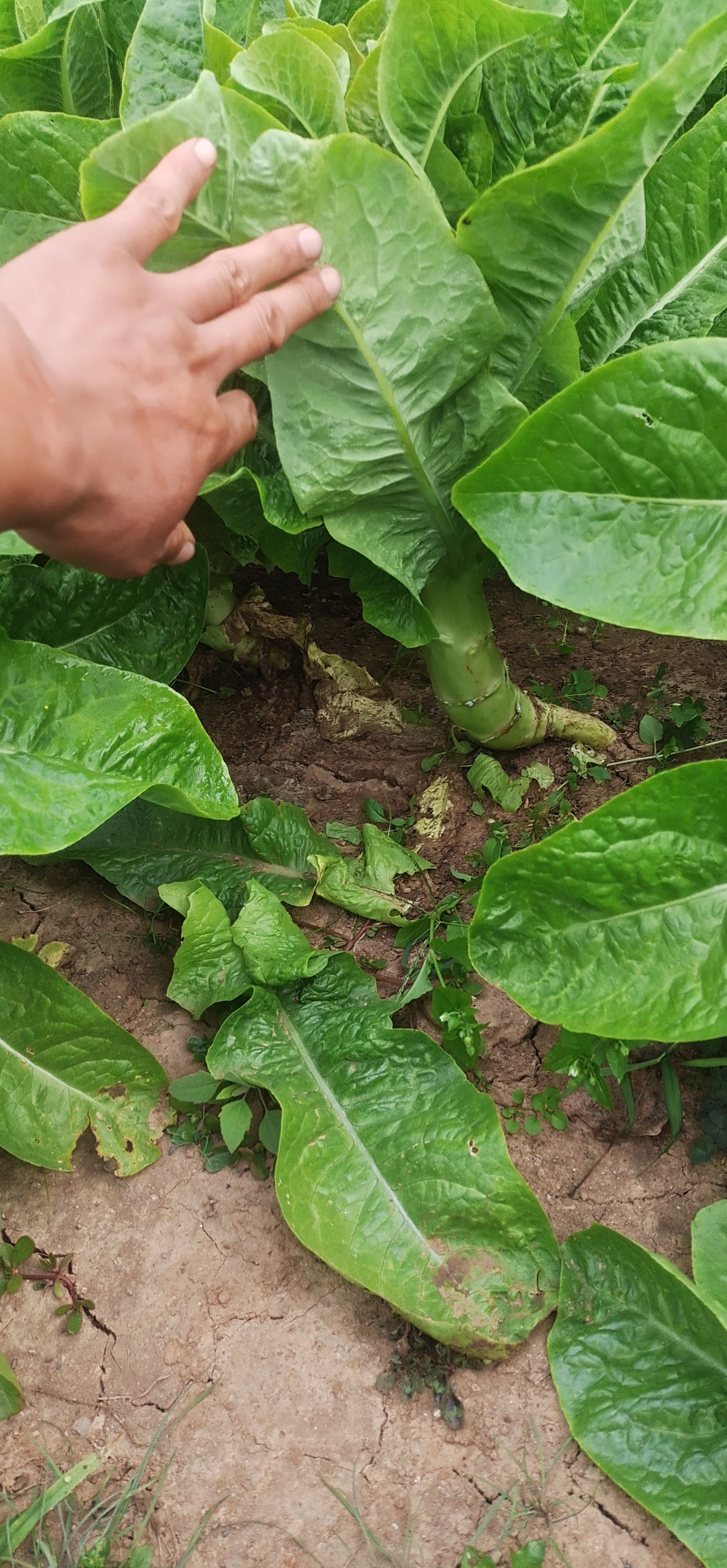 三青莴笋  三青莴苣