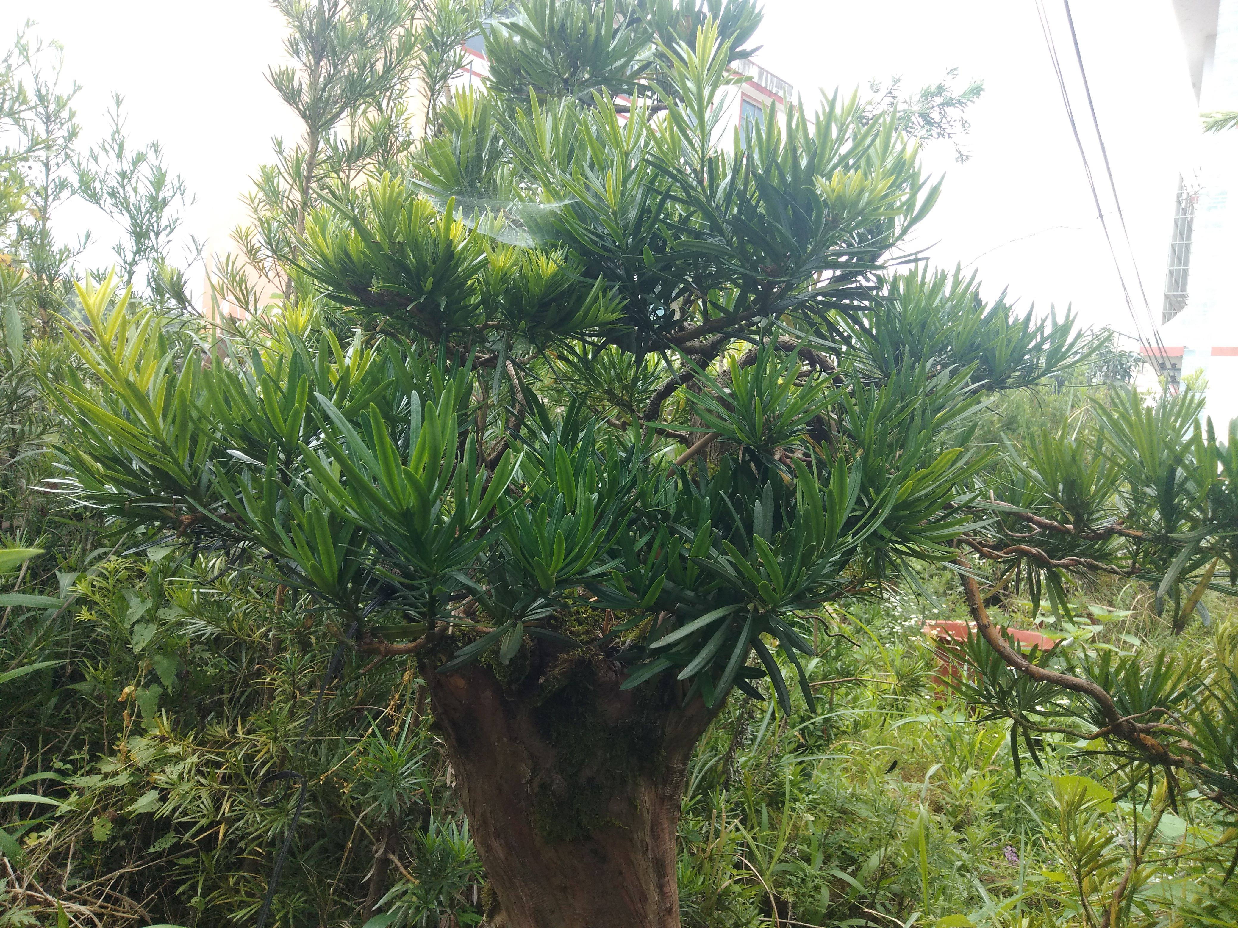 掌叶覆盆子苗 