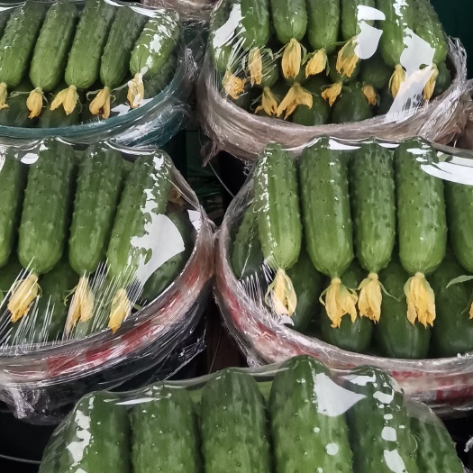 绥中县 辽宁精品旱黄瓜 可批发，可代收