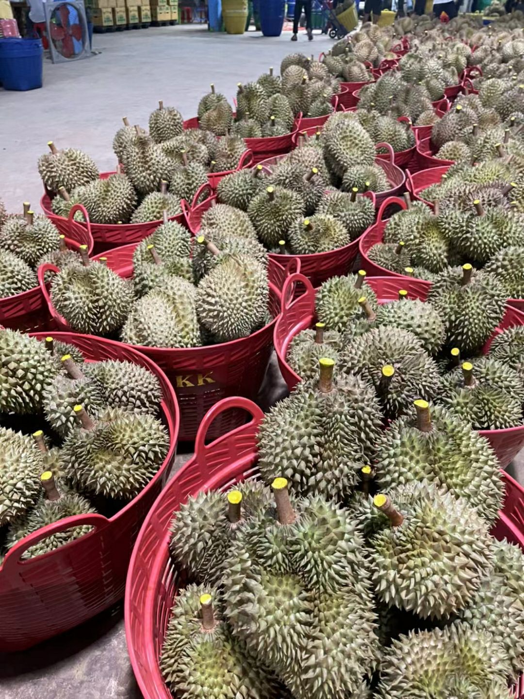 冻榴莲  泰国金枕AA带籽果肉 一手货源  干包榴莲