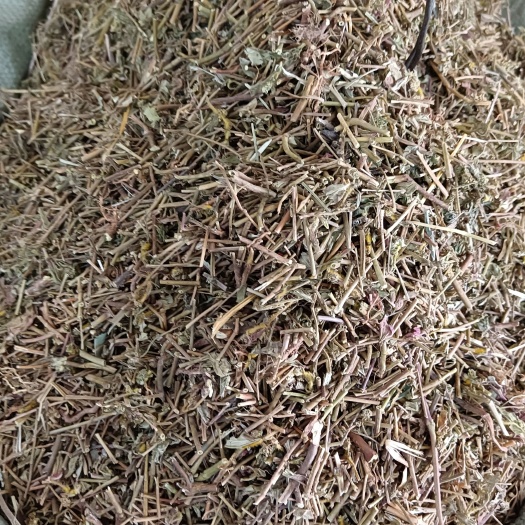 玉林中草药飞扬草大飞扬量大从优
