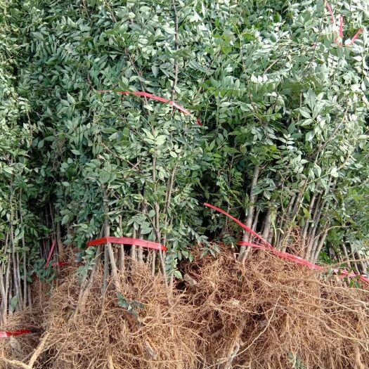 长沙大红袍花椒苗 大红袍花椒树苗，结果早，耐旱好管理，一般土地山领地都能栽植。