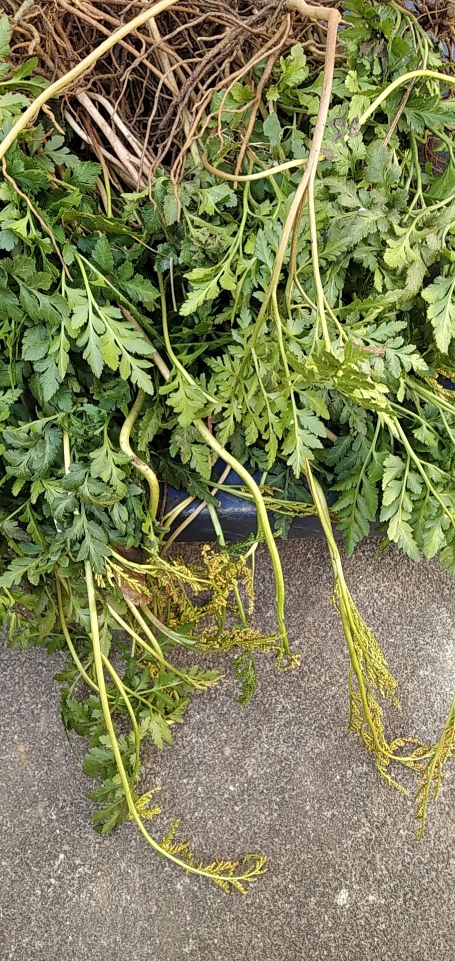 一朵云 阴地蕨 批发零售