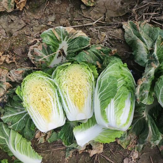 开鲁县 黄心大白菜