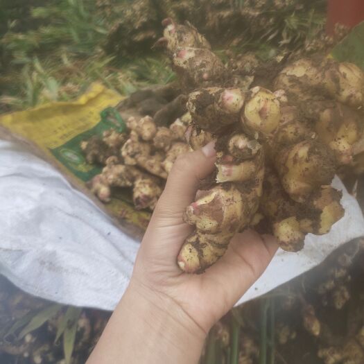 盘州市精选优质小黄姜，产地直销