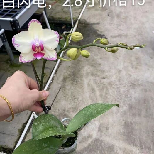 佛山 蝴蝶兰（白闪电）系列