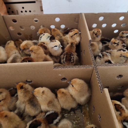 衡阳土鸡苗  厂价直销红瑶公鸡麻鸡苗黄鸡苗乌鸡苗优惠鸡苗出厂疫苗