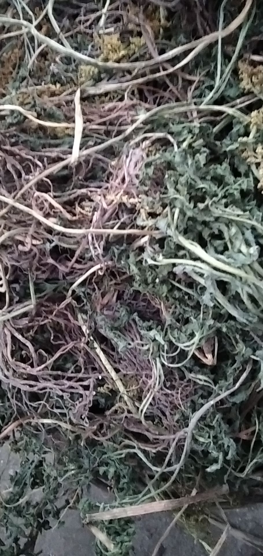 一朵云 阴地蕨 批发零售