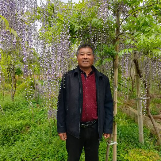 日本多花紫藤，长花穗紫藤