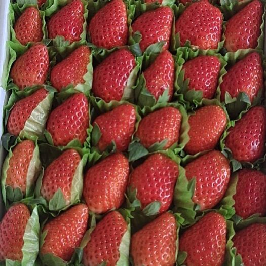 奶油草莓  章姬 牛奶草莓 甜宝草莓