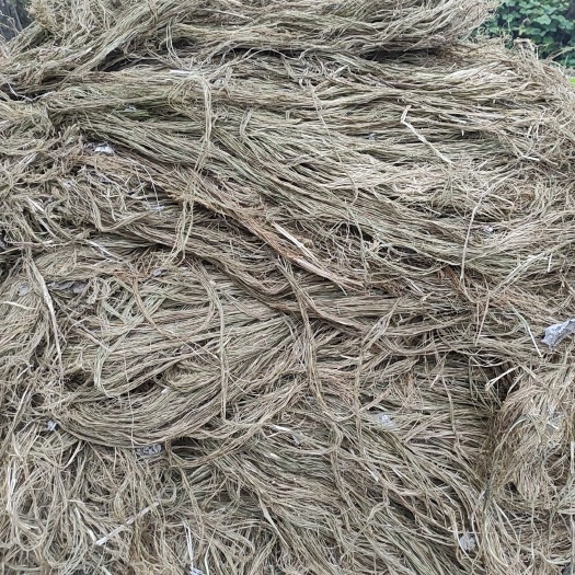 南县 苎麻(机器)