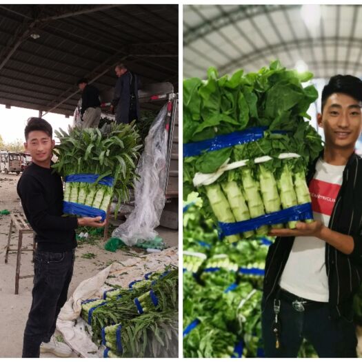 兰陵县三青莴笋尖叶莴笋，产地直销，一手货源，发往全国