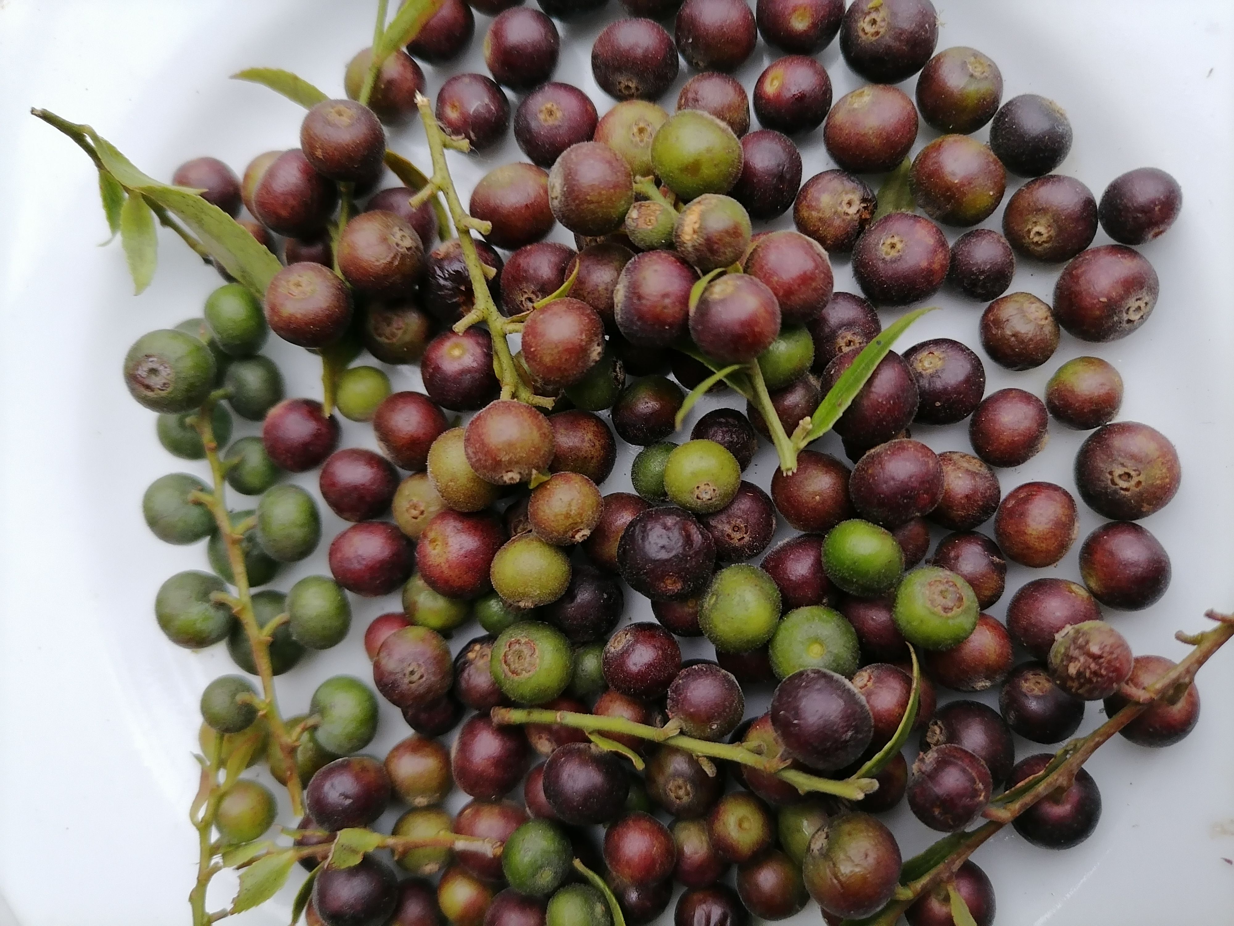 乌饭果，  乌米饭果，蓝莓，南烛叶种子