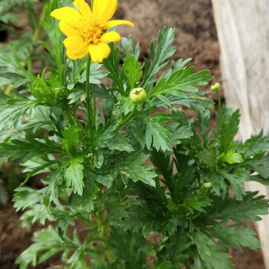 青州市黄金菊 
