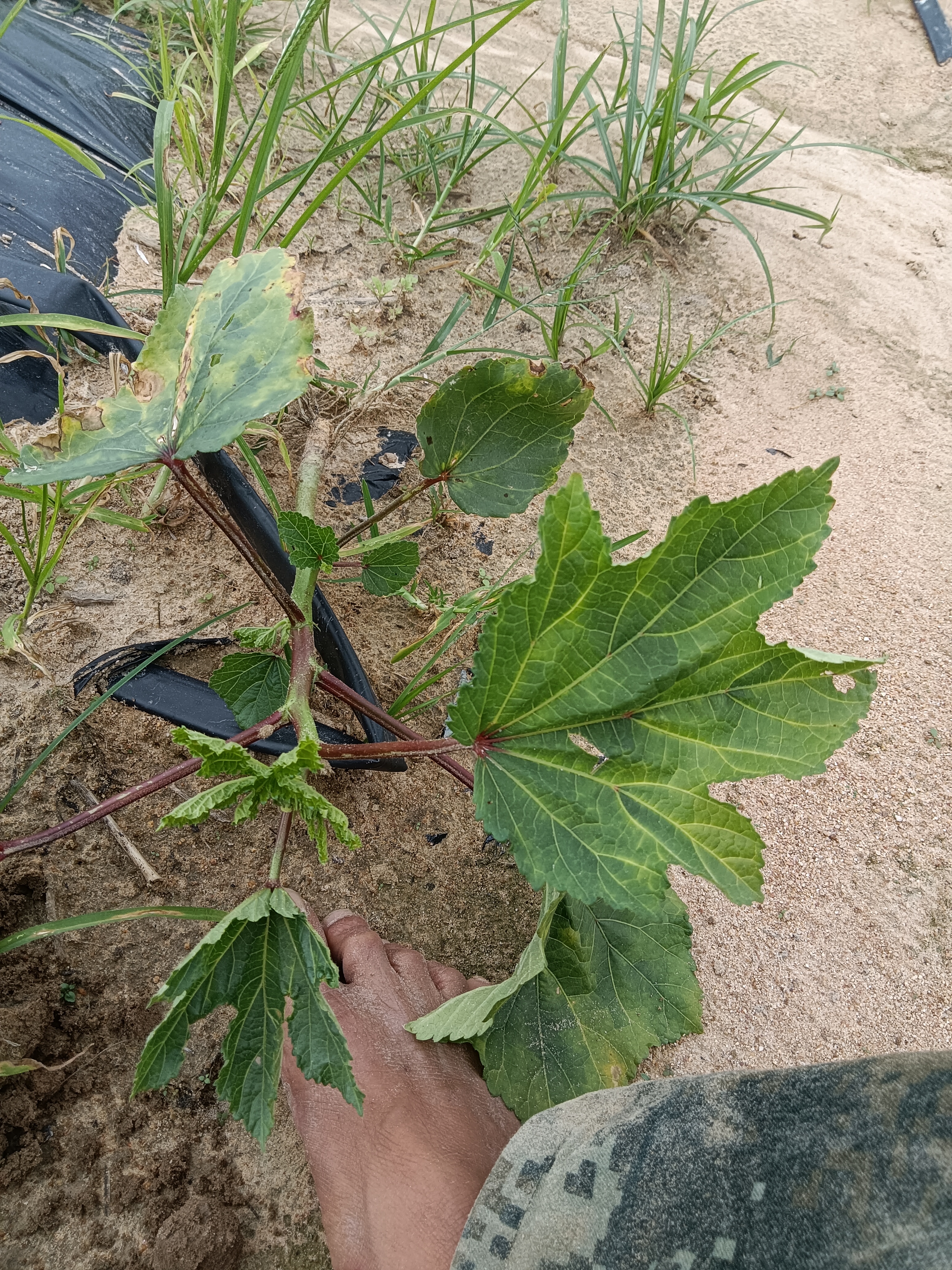 秋葵葉子這樣是什麼原因需要打什麼藥場地在海南東方市