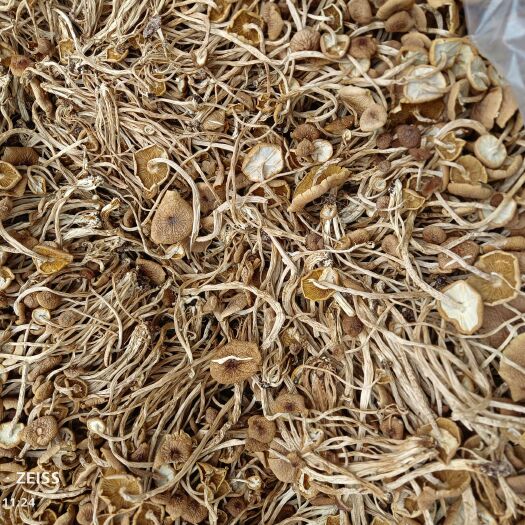 广昌县广昌4号茶树菇 2022新货  茶树菇开伞扎把 剪脚  分拣